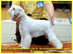 CH Ashley Herzlich Schneeflocke aus Pistien