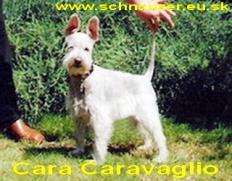 Cara Caravaglio