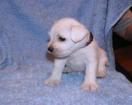 Female, No. 1 /4 weeks/