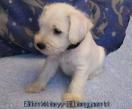 Binkley Elegant - 5  weeks, booked