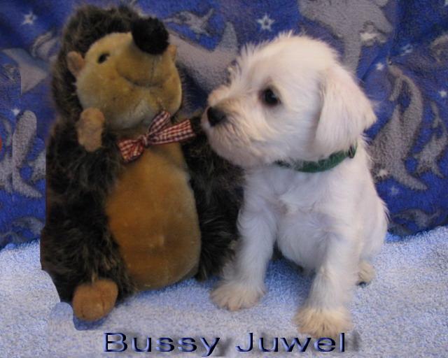 Bussy Juwel - 5  weeks