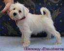 Bessy Zaubere - 8  weeks, sold