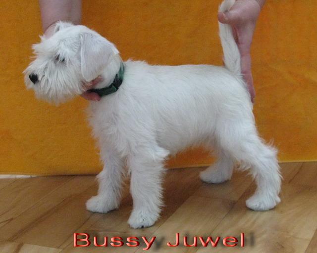 Bussy Juwel - 9  týždňov, PREDANÝ