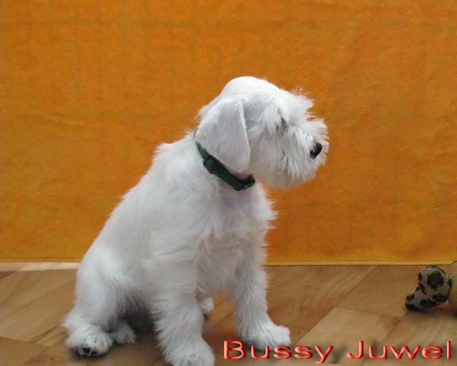 Bussy Juwel - 9  weeks, sold