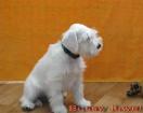 Bussy Juwel - 9  weeks, sold